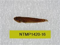 藏品(泰加拉鯔鰕虎魚)的圖片